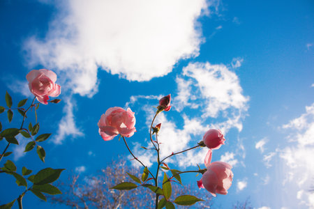 Pink buds of fragrant rose hip tea roses growing on a bush, fresh petals against a blue sky. Spring garden flowers. Gardening, floriculture concept.の写真素材