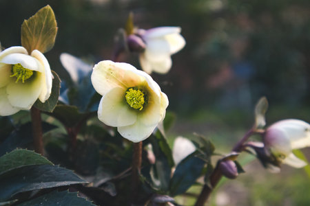 Helleborus in organic garden. Green white lenten roses, wildflowers growing in spring forest....