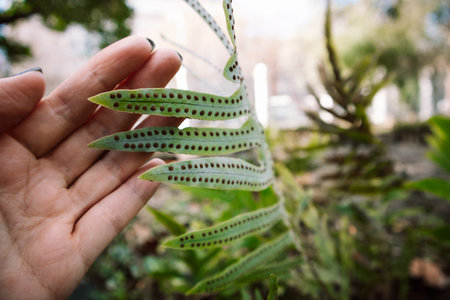 Green fern leaf in a gardener's hand. Natural forest wood background. Ecology, environmental care....