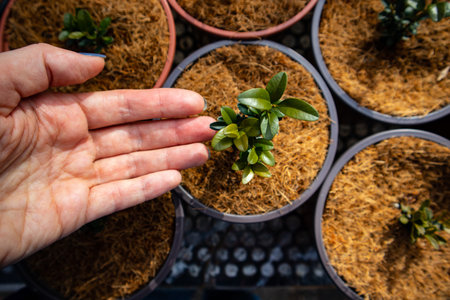 Pots with plants, small tree grown in A garden greenhouse. A hand touching flower in pot. Coconut...