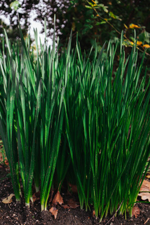 Green fresh organic plans, grasses, sprouted wheats macro nature growing in soil, ground....