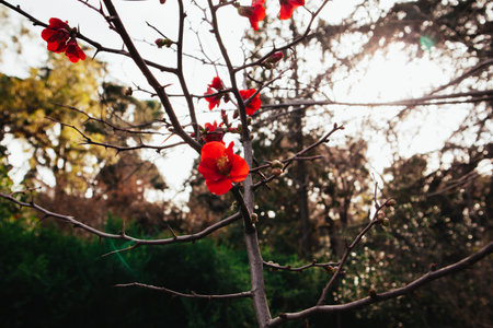 Small red petaled flowers blossom on tree branches in a spring garden. Nature is awakening in springtime. Dark key floral wallpaper. April blossoms.の写真素材