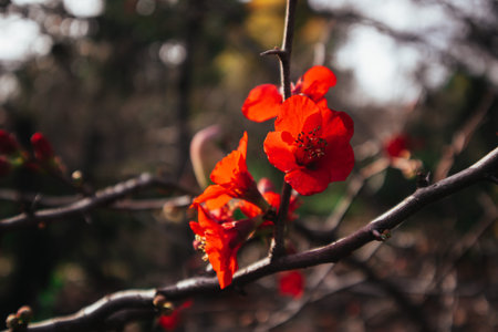 Small red petaled flowers blossom on tree branches in a spring garden. Nature is awakening in...