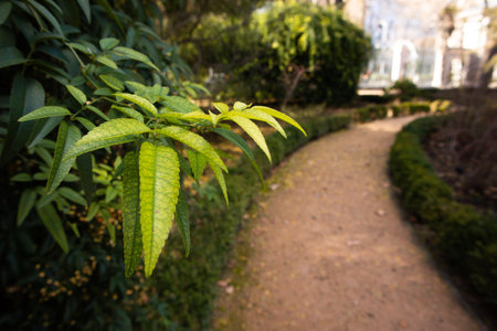 A walking path goes into a turn in a botanical garden, park. Green shrubs with long green leaves, trees. Nature walk. Landscaping design. Spring day.の写真素材