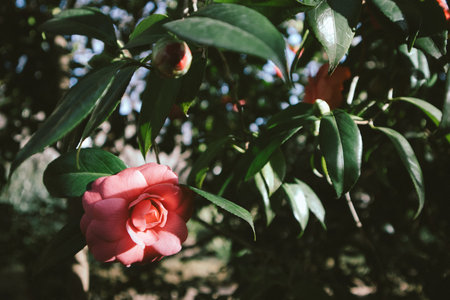 Single pink camelia blossoming flower on a tree brunch in a spring garden. Flowering plant in springtime sunny day. Macro natural floral background.の写真素材