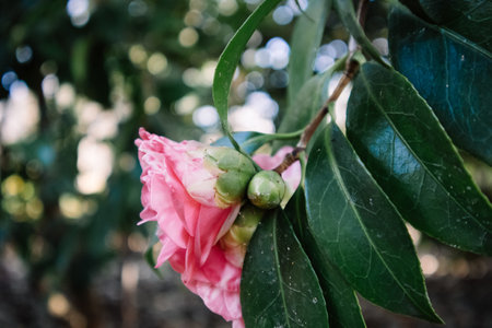 Single pink camelia blossoming flower on a tree brunch in a spring garden. Flowering plant in springtime sunny day. Macro natural floral background.の写真素材