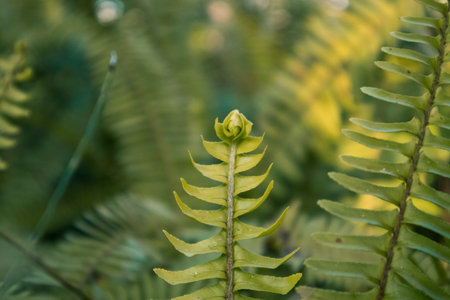 Fresh green fern leaves in spring wood. Natural backdrop with foliage. Plants growing in shady Polypodiaceae forest nature. Shallow depth of fields.の写真素材
