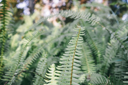 Fresh green fern leaves in a wood. Natural backdrop with foliage. Plants growing in shady Polypodiaceae forest nature. Shallow depth of fields.の写真素材