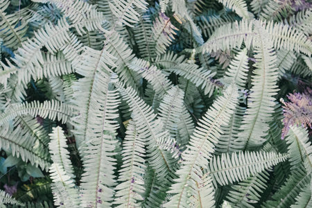 Fresh green fern leaves in a wood. Natural backdrop with foliage. Plants growing in shady...