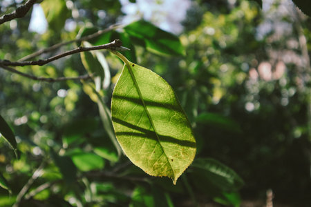 Creative nature photo with fresh green leaf on deciduous tree in a morning sunlight. Awakening of nature in spring garden, park. Shadows on leaves.の写真素材