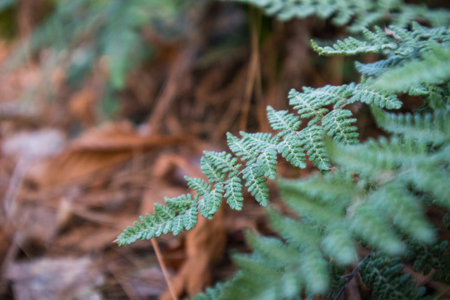 Fresh green fern leaves in a wood. Natural backdrop with foliage. Plants growing in shady Polypodiaceae forest nature. Shallow depth of fields.の写真素材