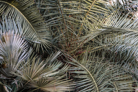 Weddel Palm Lytocaryum weddelianum, Microcoelum weddelianum green fresh leaves background. Deep...