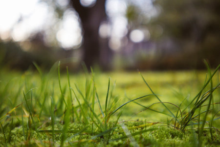 Low angle view of fresh green grass growing on lawn in botanical garden, park, forest, woods in...