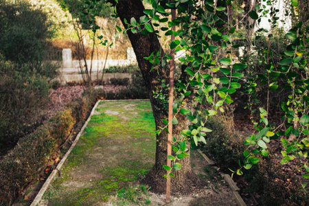 Path in a garden overgrown with green moss. Fresh leaves on the trees. Awakening of nature in a spring season. Landscape design. A tree trunk in park.の写真素材