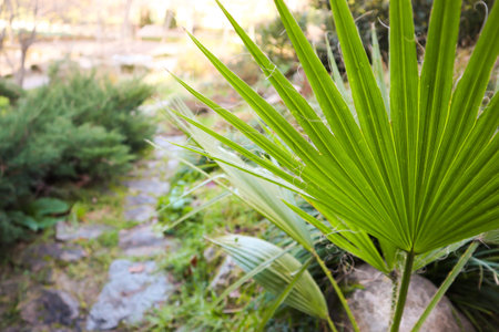 Trachycarpus fortunei palm green fresh leaf close-up view. Palms in botanical garden. A pathway, walkway in tropical garden. Spring nature landscape.の写真素材