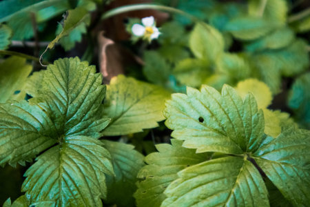 Blooming white tiny strawberry flowers among green leaves background. Growing organic fruits in a...