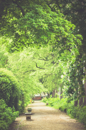 Straight road path goes into a distance into a spring garden. Green trees tunnel in warm sunlight. Landscaped design. Botanical gardens stone benches.の写真素材