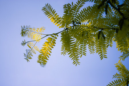 Acacia tree branches with fresh green foliage and sun rays breaking through the leaves. Spring, summer nature. Natural background with a tree crown.の写真素材