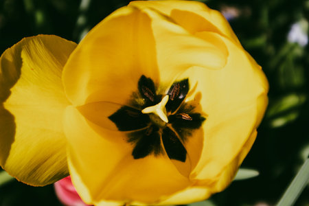 Yellow tulips bulbous plants in spring, summer garden. Blooming gently flowers outdoors. Cottage...