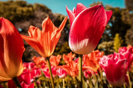 Pink and orange tulips in a springtime. Multicolored floral blossoms. Bulb plants in bloom. Springtime nature. Stunning spring flowers on a flowerbed.の写真素材