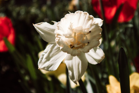 White daffodil. Delicate spring flower grows in the garden in the flower bed. Gently petals, pistils, stamens of a flower. Macro nature in springtime.の写真素材
