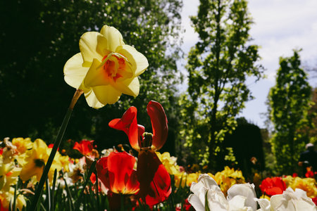 Flowers blooming in a flowerbed in a spring park, garden. Multicolored yellow red tulips and...