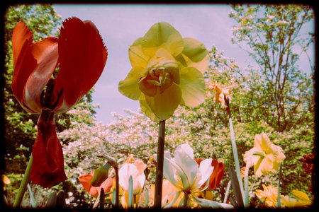 Flowers blooming in a flowerbed in a spring park, garden. Multicolored yellow red tulips and daffodils in bloom in retro pale colors Summertime natureの写真素材