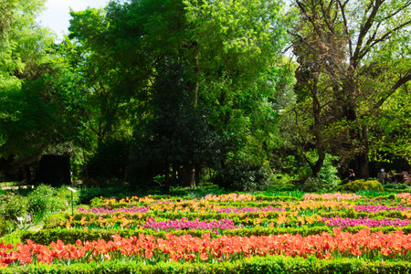 Bright landscape of a spring park, formal garden with a vivid flowerbed with colorful flowers, tulips and daffodils in bloom. Beautiful scenery.の写真素材