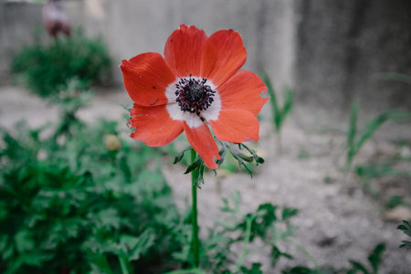 Single tender red poppy flower bud on a long stem is growing on a flowerbed in spring day. Gardening, floriculture, horticulture. Floral wallpaper.の写真素材