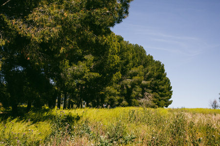 A woodland green lawn with fresh grass, yellow wild plants in a summer. Pine trees, fir trees in a coniferous forest in sunny day. Blossoming meadow.の写真素材