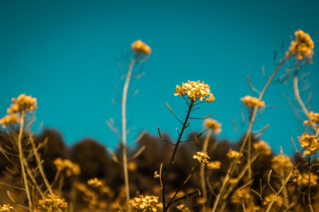 Yellow mustard flowers against clear blue sky in spring day. Perennial herbaceous plant with bright yellow flowers, grassland herbs swaying in a wind.の写真素材