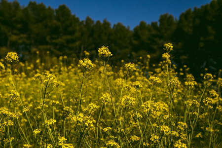 Yellow mustard flowers against clear blue sky in spring day. Perennial herbaceous plant with bright yellow flowers, grassland herbs swaying in a wind.の写真素材