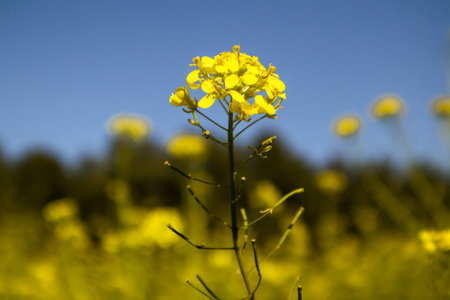 Yellow mustard flowers against clear blue sky in spring day. Perennial herbaceous plant with bright yellow flowers, grassland herbs swaying in a wind.の写真素材