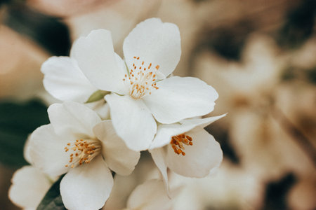 White jasmine flowers on a flowering shrub in spring garden. Opened small flower buds in a warm...