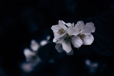 White jasmine flowers on a flowering shrub in spring garden. Small fragrant flower buds. Floral springtime aesthetic wallpaper for digital print.の写真素材