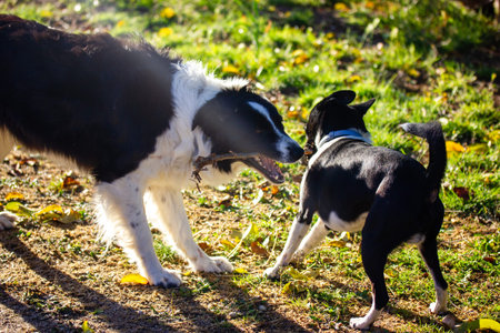 Two funny black and white dogs frolicking, playing with a stick on a farmland. Farm animals have fun...