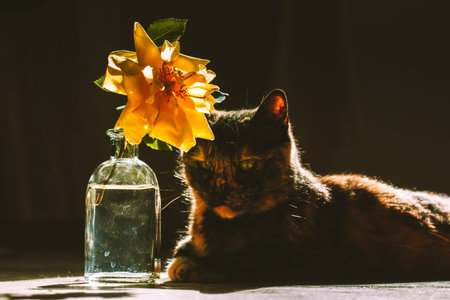 Beautiful tricolor tortoise cat is looking lying near a glass vase with yellow rose bud. Furry...