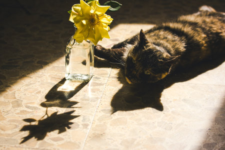 Domestic tortoiseshell cat lying relaxed on orange mosaic stone floor, sniffing yellow rosebud top view. Contrasting shadows. Flower bud silhouette.の写真素材
