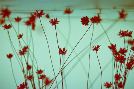 Abstract light blue background with red small flowers, tangled stems and twigs. Dry floral bouquet. Wallpaper for floristic shop Dried flower backdropの写真素材