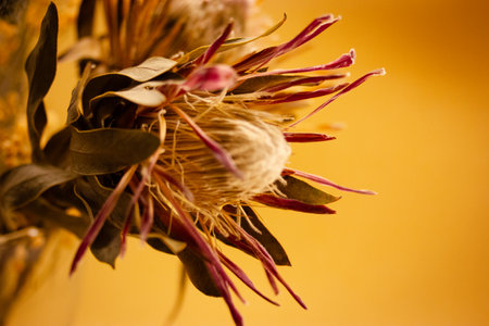 Tropical Tropea pink flower on yellow background with copy space. Exotic macro bud. Floral postcard. Floristry. South Africa's national flower.の写真素材