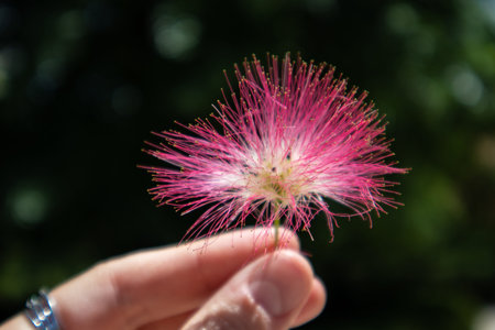 Flowering Albizia julibrissin, Persian silk pink fluffy flower in female hand. Chinese acacia pink...