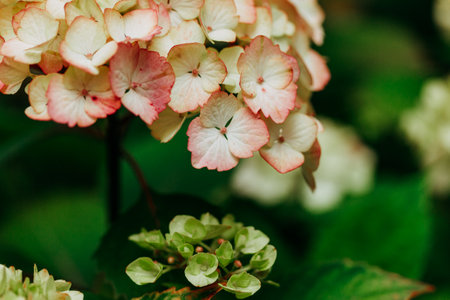 Pink hortensia panicled flower blooms with green leaves is flowering in spring, summer garden. Floral beauty in springtime. Bright flowers macro bloomの写真素材