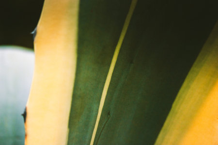 Agave Americana or century plant, maguey, American aloe green yellow striped prickly plant close up. The prickles on the smooth, long leaves.の写真素材