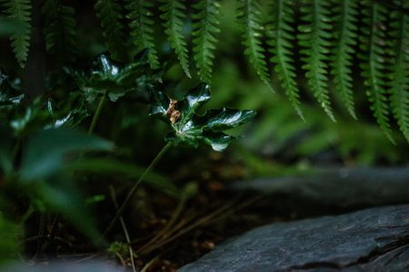 Deep forest nature background. Macro plants. Fresh green fern leaves, grey stone in a tropical garden. Abstract natural dark background. Eco concept.の写真素材
