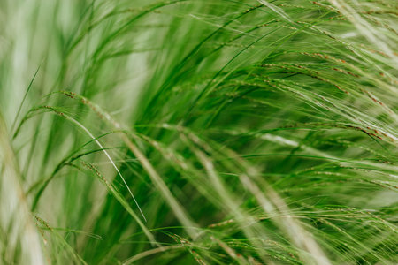 Fresh green ornamental feathery grass grow in a grassland. Abstract natural background. Cereals growing in a farmland in windy day. Nature and flora.の写真素材