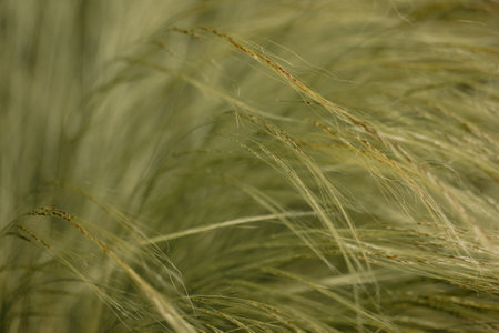 Fresh green ornamental feathery grass grow in a grassland. Abstract natural background. Cereals growing in a farmland in windy day. Nature and flora.の写真素材