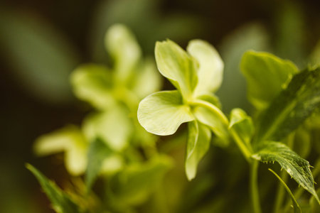 Helleborus Foetidus green buttercup, frost wild flowers grow in spring garden. A primary green...