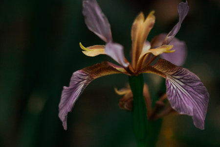 Beautiful single Iris foetidissima violet purple flower bud on dark background. Stinking iris, gladdon, Gladwin iris, roast-beef flowering plant.の写真素材
