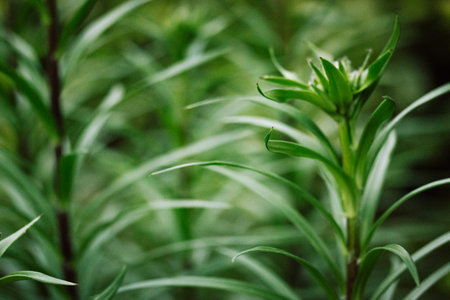 Fresh green oblong narrow leaves on a long stem in close up. Detail of plant, macro nature. Growing...