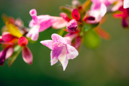 Branch of blossoming tree with pink fragrant flower buds on blurred natural green background....